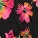 Daphne Push Up Bra Black