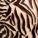 Nare Thong Panty Print