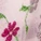 Rosa Solo Thong Panty Print