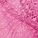 Hannalee Unlined Bra Pink