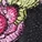 Jayda Solo Brazilian Panty Black