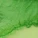 Cyla Push Up Bra Green