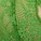 Melrose Unlined Bra Green
