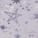 Onita Cheeky Panty Print