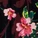 Laylani Slip Print